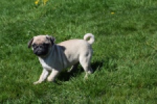 Mopshond (reu) 68433