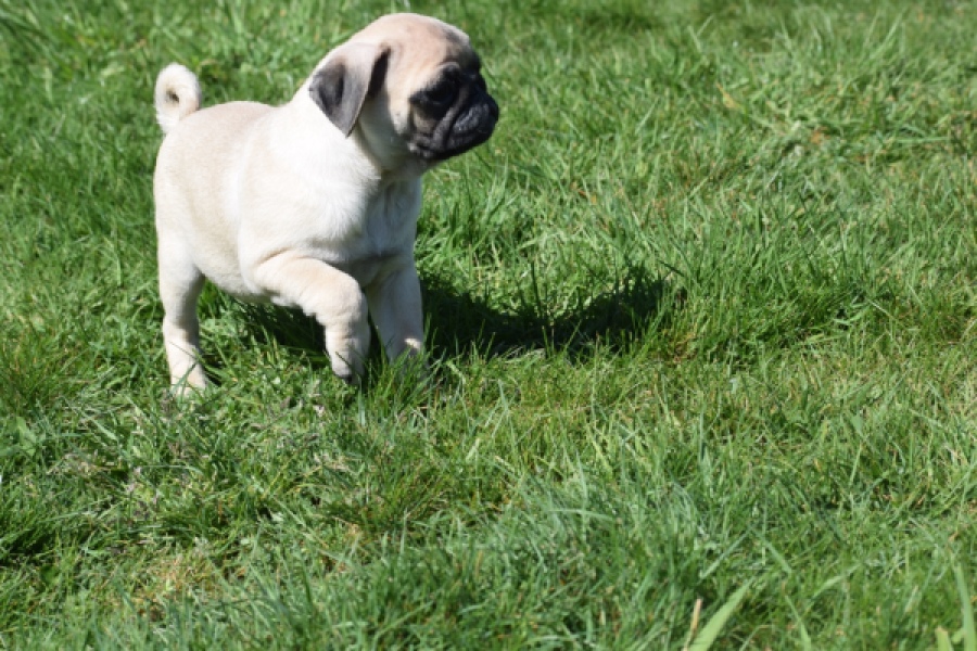 Mopshond (reu) 68433