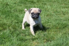 Mopshond (reu) 68433