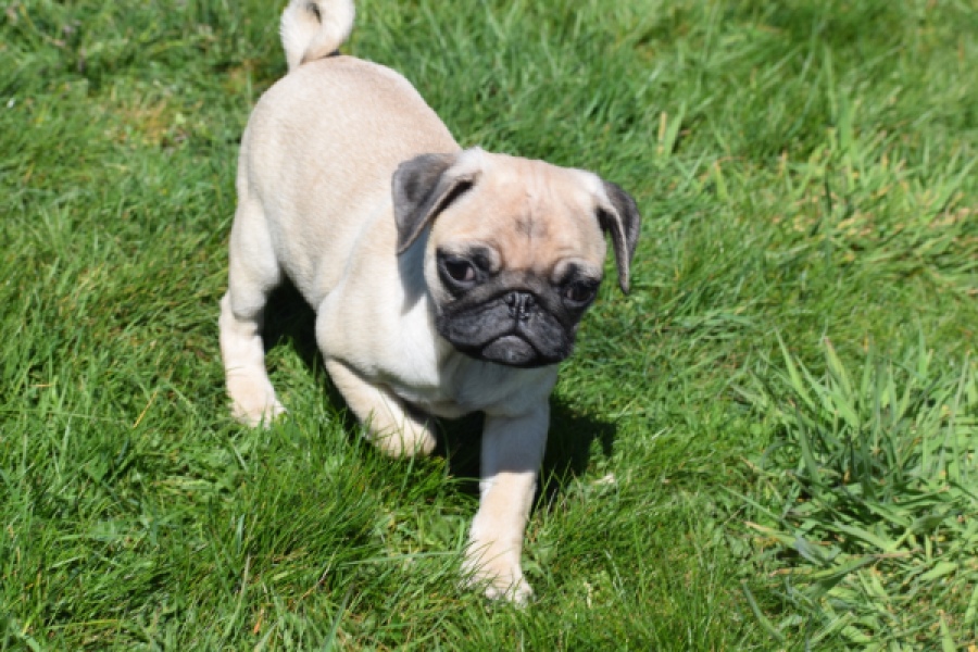 Mopshond (reu) 68433