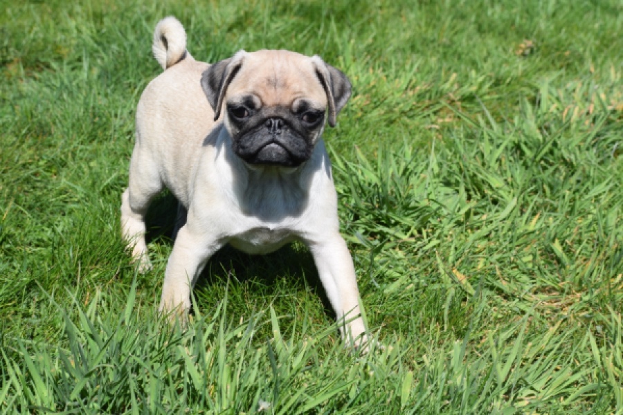 Mopshond (reu) 68433