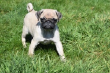 Mopshond (reu) 68433