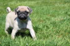 Mopshond (reu) 68433