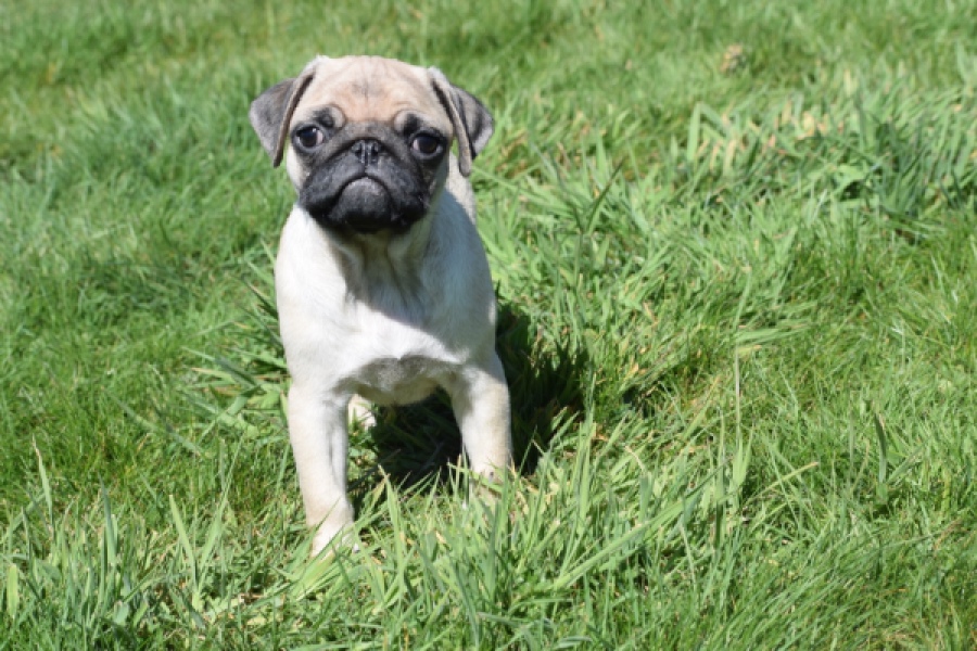 Mopshond (reu) 68433