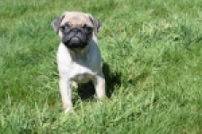 Mopshond (reu) 68433