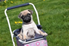 Mopshond (reu) 68433