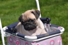 Mopshond (teef) 68441