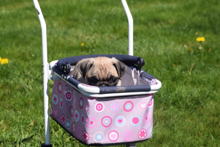 Mopshond (teef) 68441