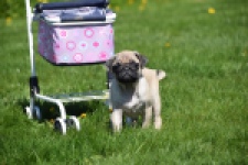 Mopshond (teef) 68441