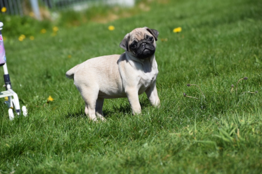 Mopshond (teef) 68441