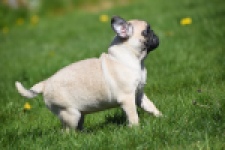 Mopshond (teef) 68441