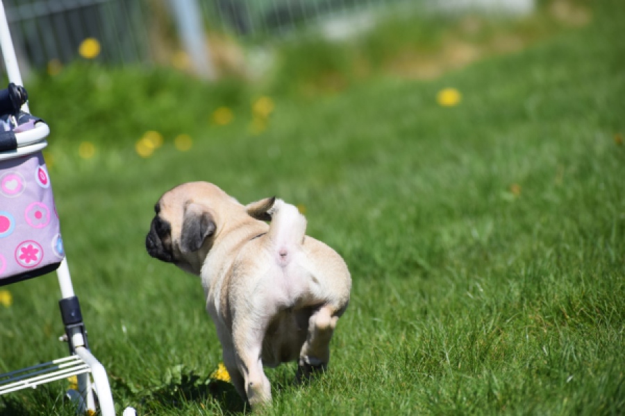 Mopshond (teef) 68441