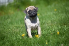 Mopshond (teef) 68441