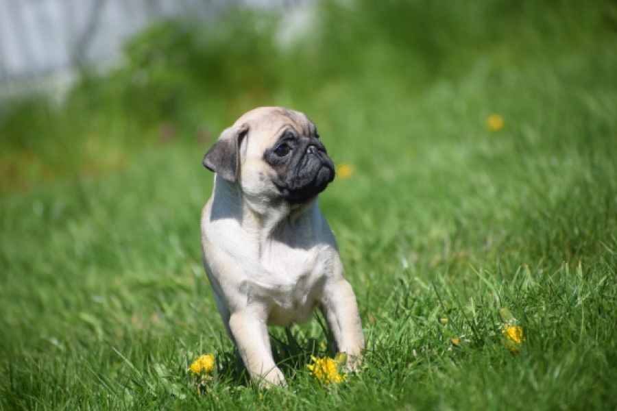 Mopshond (teef) 68441