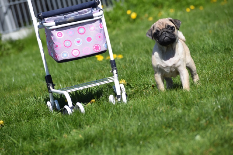 Mopshond (teef) 68441