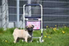 Mopshond (teef) 68441