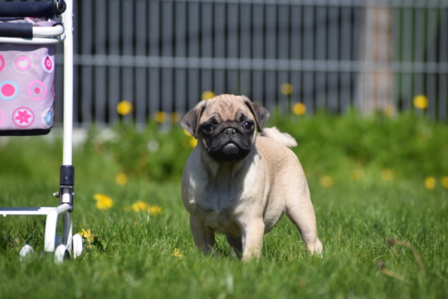 Mopshond (teef) 68441