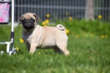 Mopshond (teef) 68441