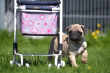 Mopshond (teef) 68441