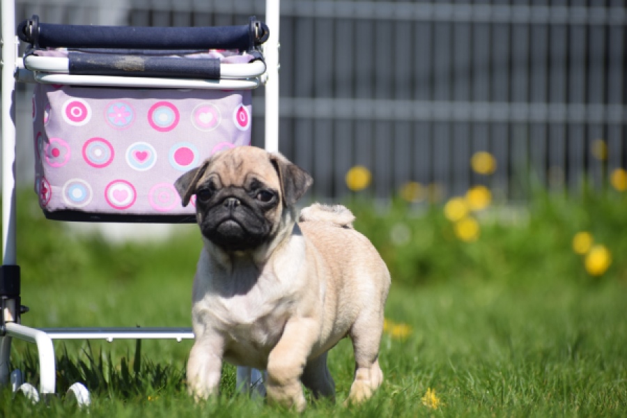 Mopshond (teef) 68441