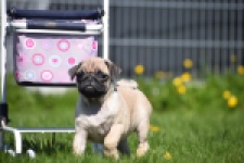 Mopshond (teef) 68441