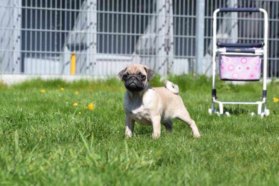 Mopshond (teef) 68441