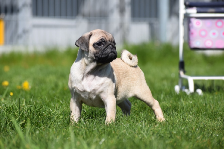 Mopshond (teef) 68441