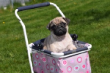 Mopshond (teef) 68441