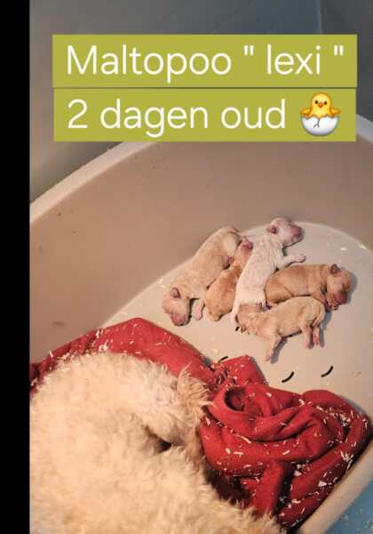 Maltipoo nestje 