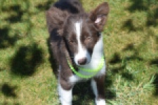 Australische herdershond (teef) 47735