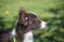 Australische herdershond (teef) 47735