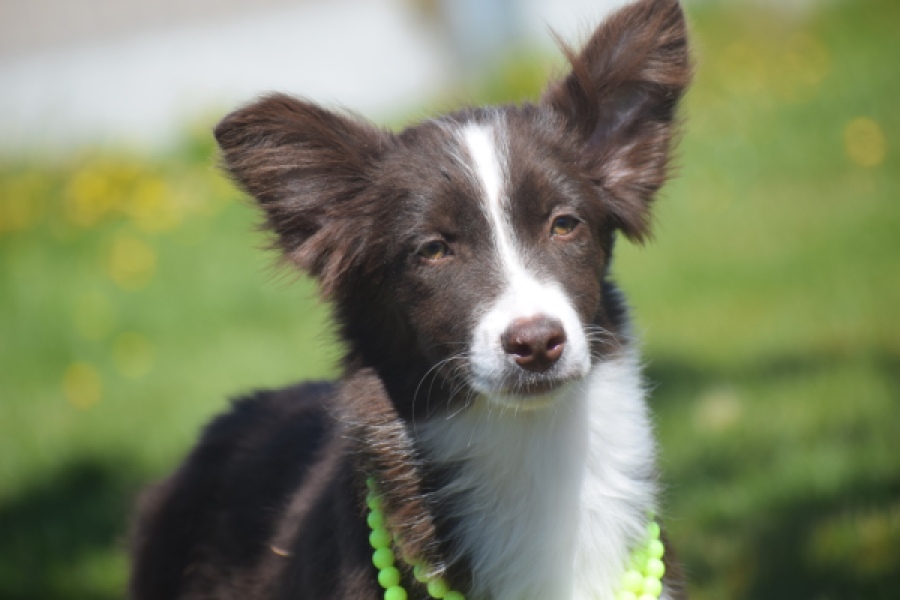 Australische herdershond (teef) 47735