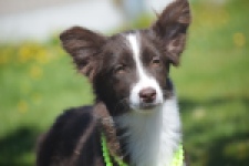 Australische herdershond (teef) 47735