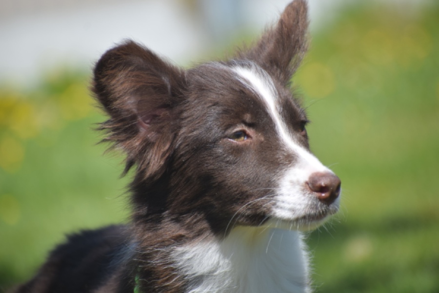 Australische herdershond (teef) 47735