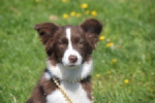 Australische herdershond (teef) 67066