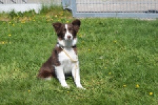 Australische herdershond (teef) 67066