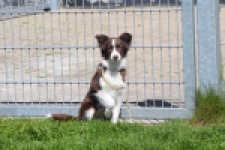 Australische herdershond (teef) 67066