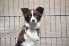 Australische herdershond (teef) 67066