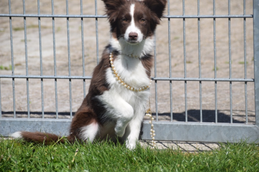 Australische herdershond (teef) 67066