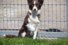 Australische herdershond (teef) 67066
