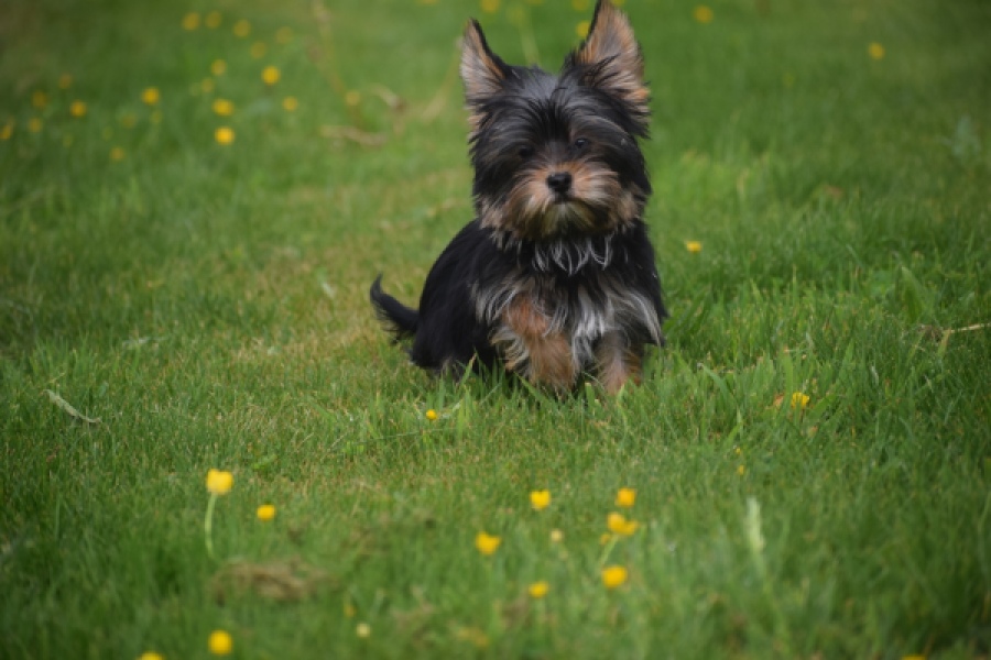 Yorkshire Terrier (reu) 83696