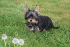 Yorkshire Terrier (reu) 83696