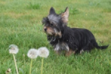 Yorkshire Terrier (reu) 83696