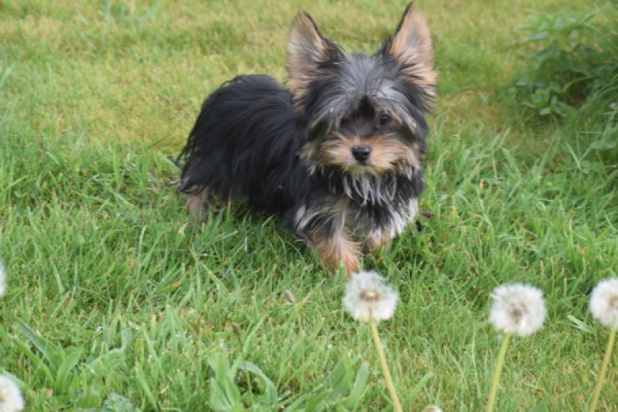 Yorkshire Terrier (reu) 83696
