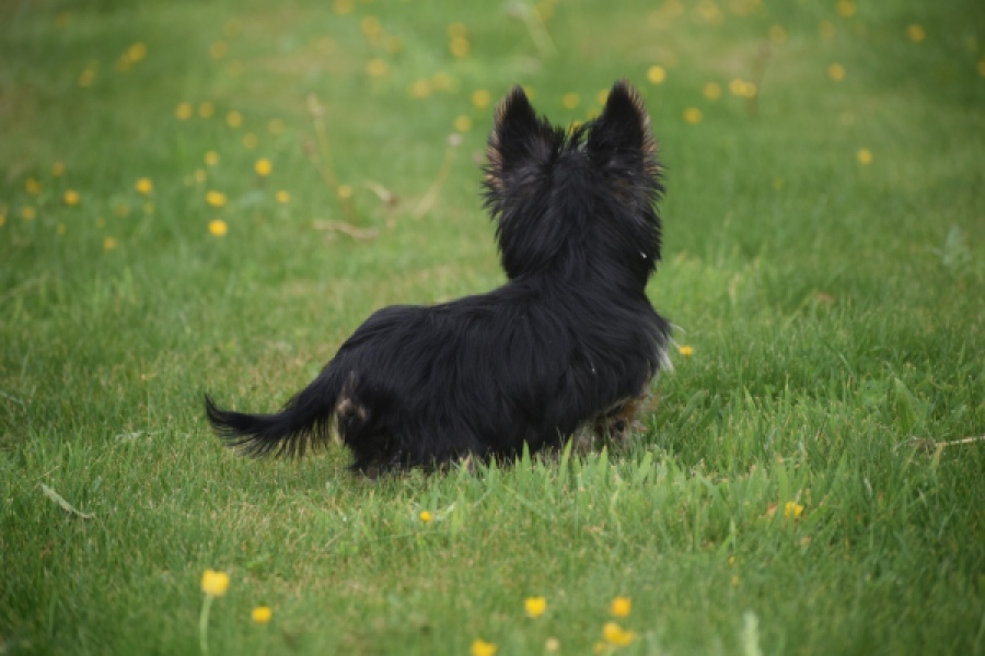 Yorkshire Terrier (reu) 83696