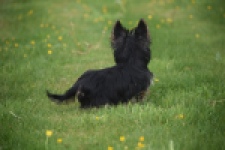 Yorkshire Terrier (reu) 83696
