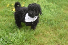 Poedel (reu) 36987
