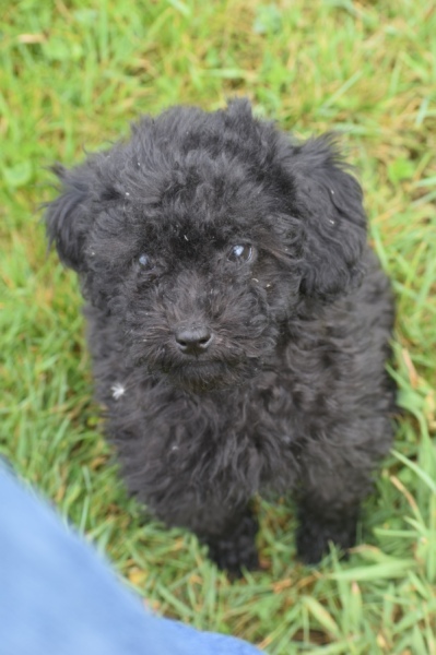 Caniche (teef) 36989