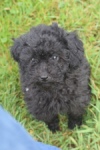 Caniche (teef) 36989