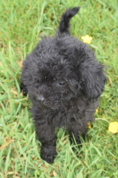 Caniche (teef) 36989